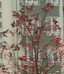 P1182692jem na jarzebinie